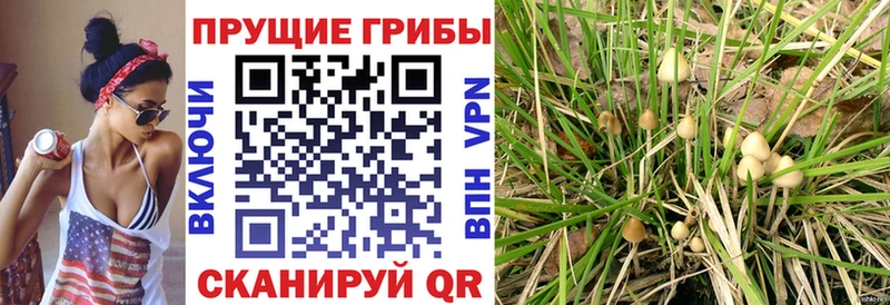 Псилоцибиновые грибы ЛСД  купить наркотики сайты  Кудымкар 